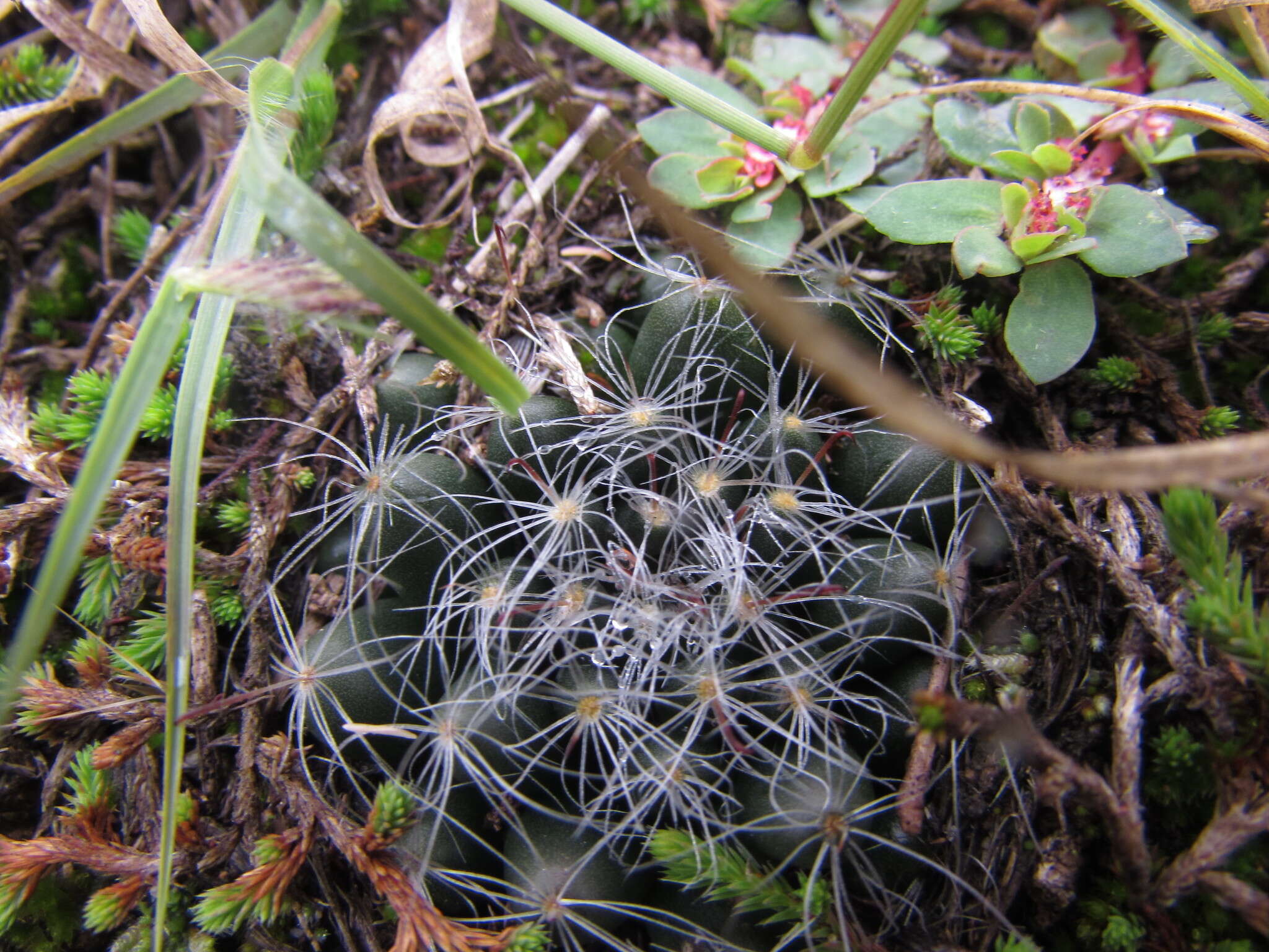 Imagem de Mammillaria zephyranthoides Scheidw.