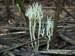 Image de Ramariopsis subtilis (Pers.) R. H. Petersen 1978