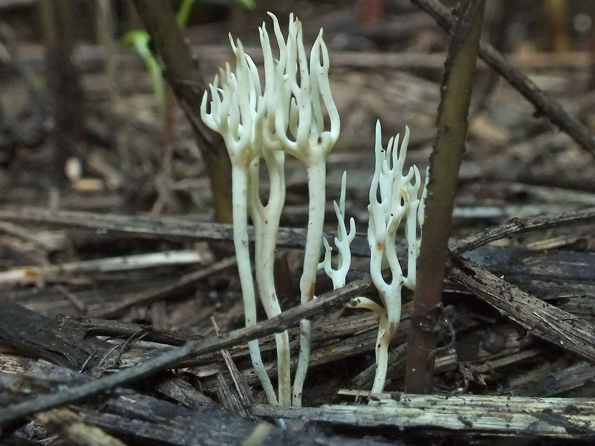 Image de Ramariopsis subtilis (Pers.) R. H. Petersen 1978