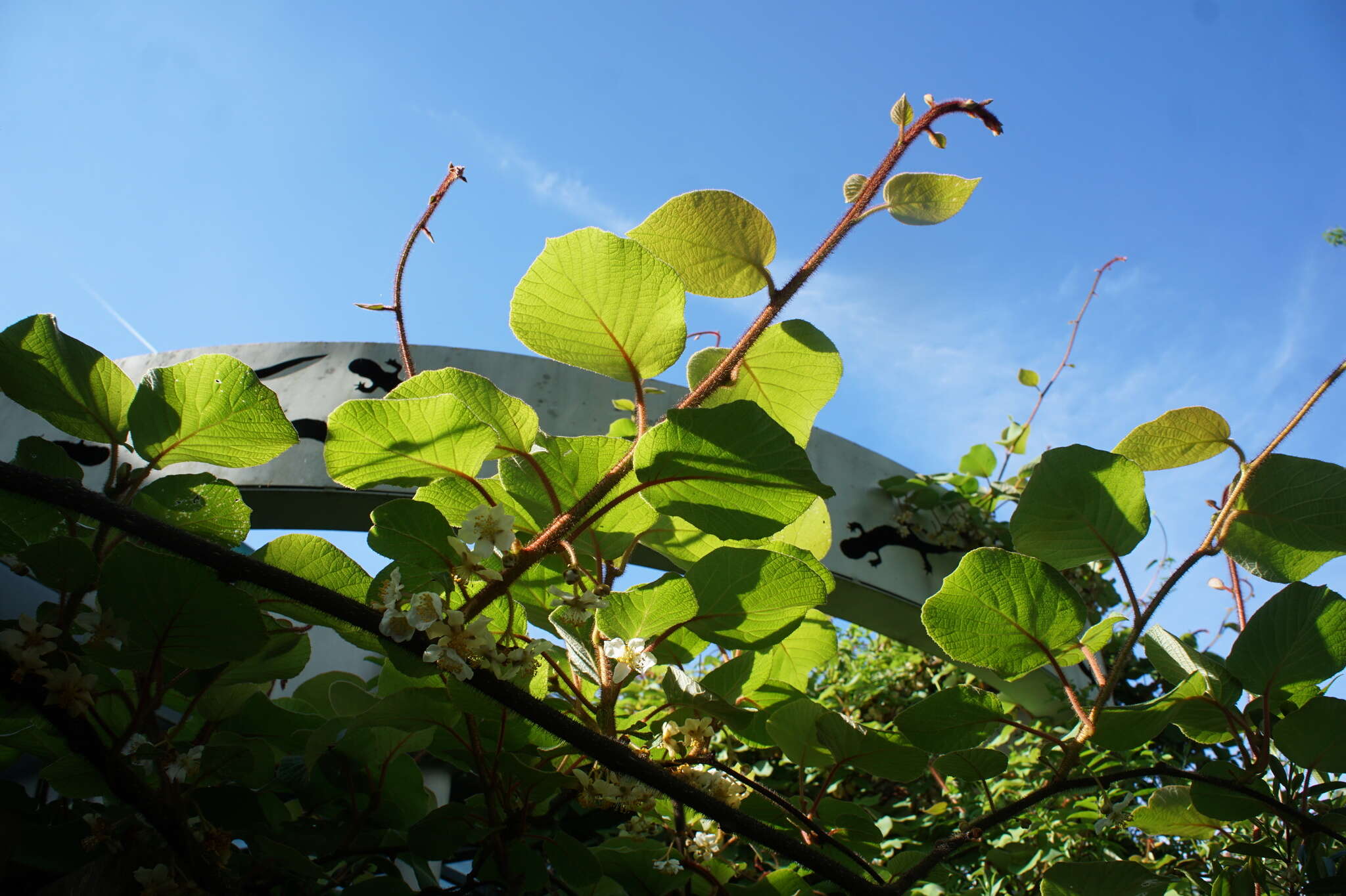 Image of Actinidia chinensis var. setosa H. L. Li