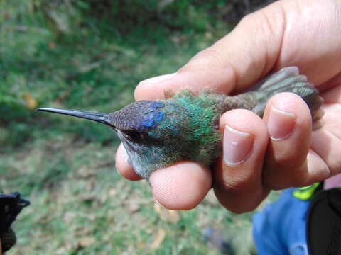 Image of Azure-crowned Hummingbird