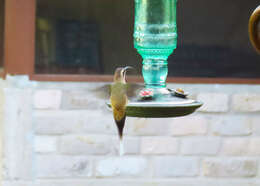 Image of Long-billed Hermit