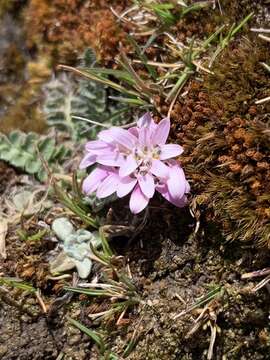 Sivun Perezia pinnatifida (Humb. & Bonpl.) Wedd. kuva