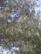 Image of False Weymouth Pine