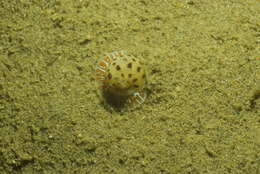 Image of Moon snail