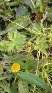 Image of Dwarf Dandelion