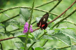 صورة Parides eurimedes (Stoll 1782)