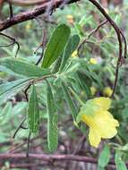 Image of Hibbertia furfuracea (DC.) Benth.