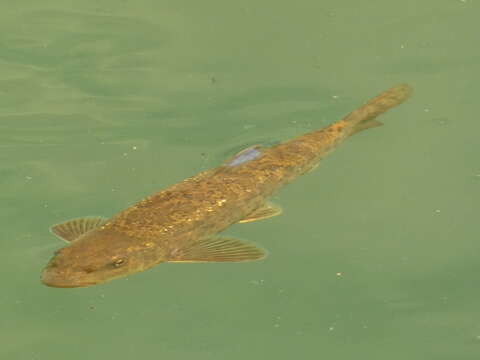 Image of Large-spot Barbel