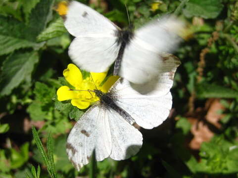 Image of Anthocharis scolymus Butler (1866)