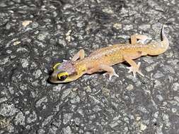 Image of Austen Thick-toed Gecko