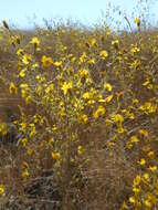 Image of Heermann's tarweed