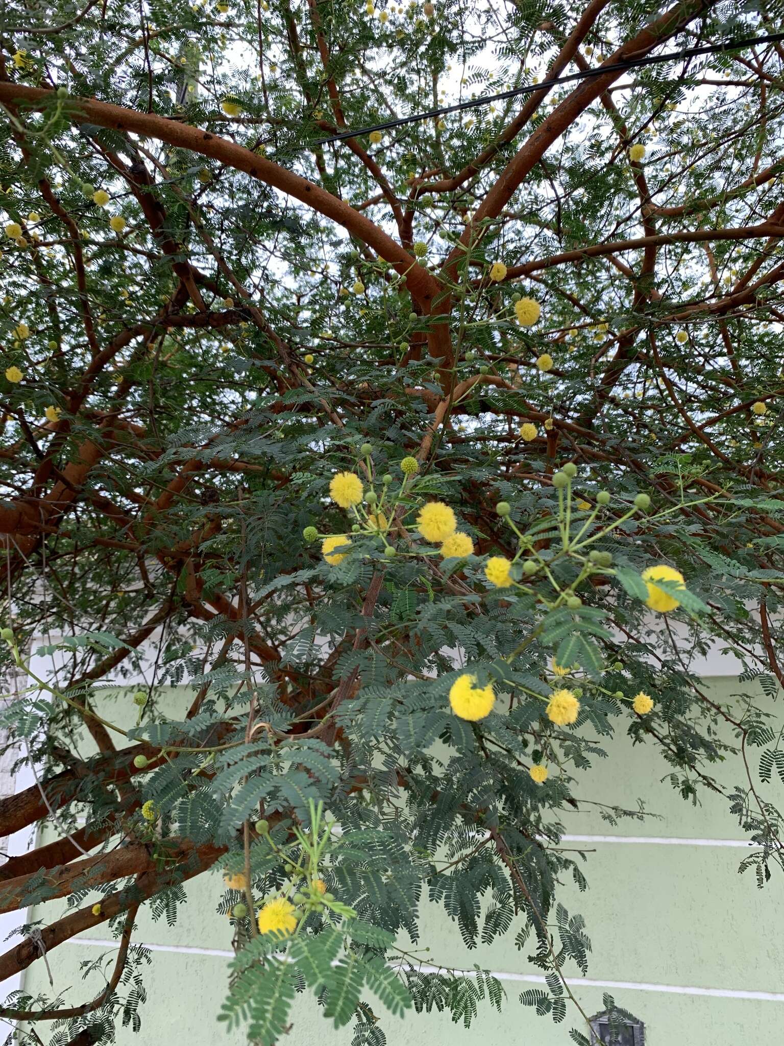 Слика од Vachellia seyal (Delile) P. J. H. Hurter