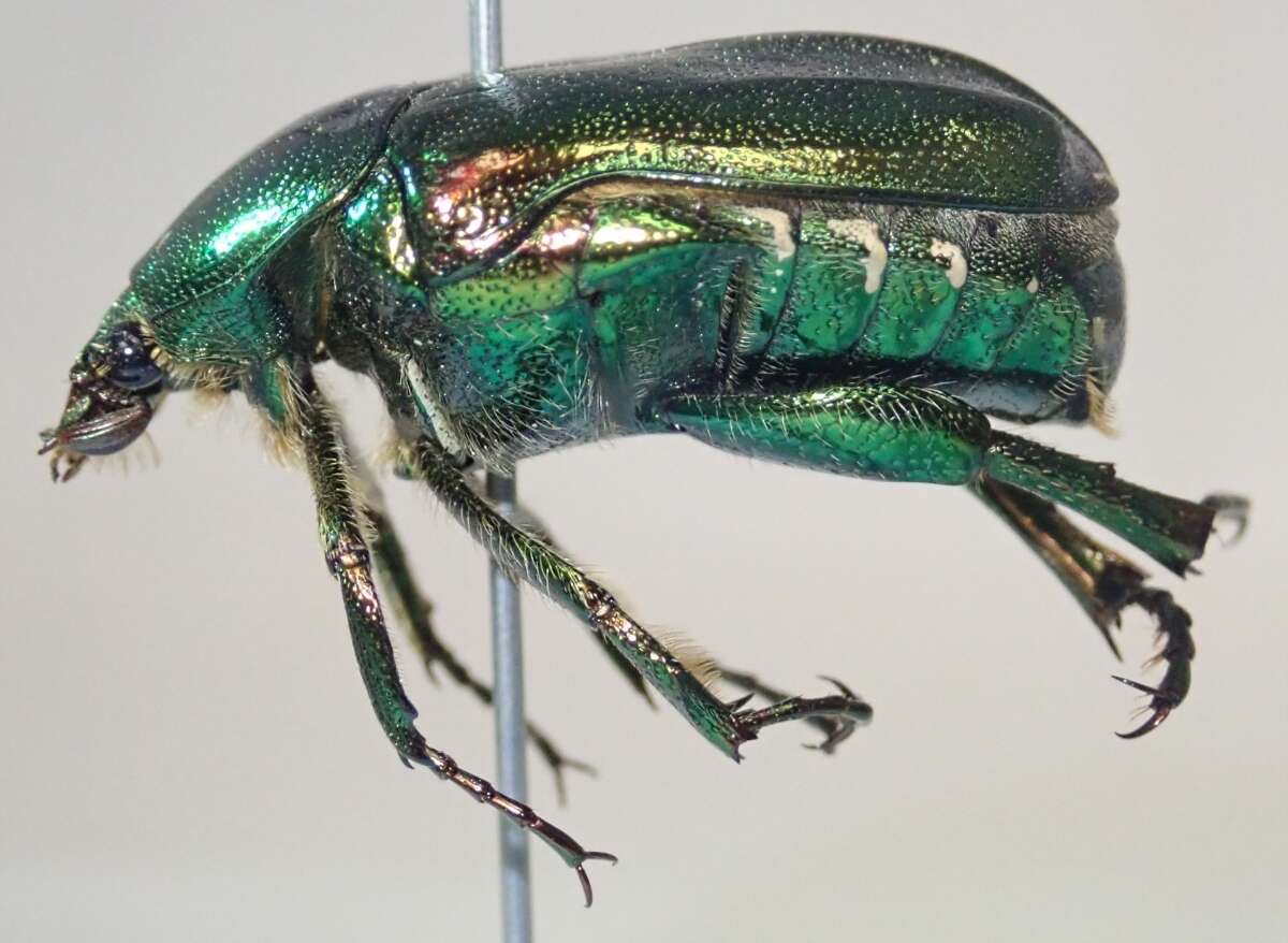 Image of emerald beetle