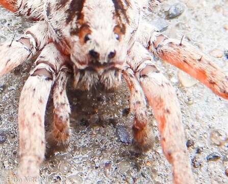 صورة Gladicosa gulosa (Walckenaer 1837)