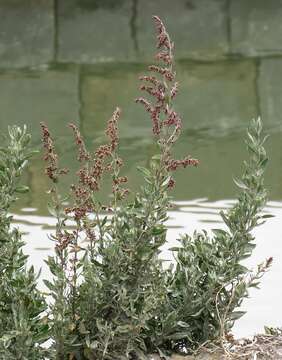 Image of Seriphidium caerulescens subsp. caerulescens