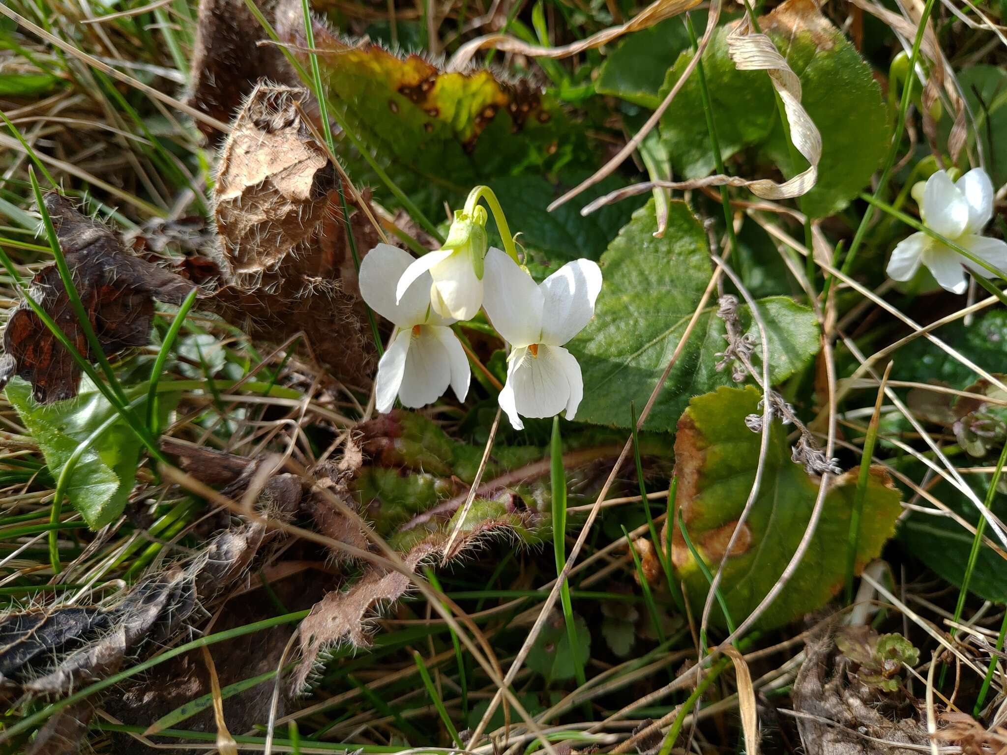 Image of White Violet