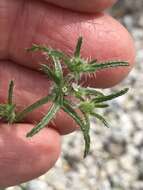 Image de Cryptantha maritima (Greene) Greene