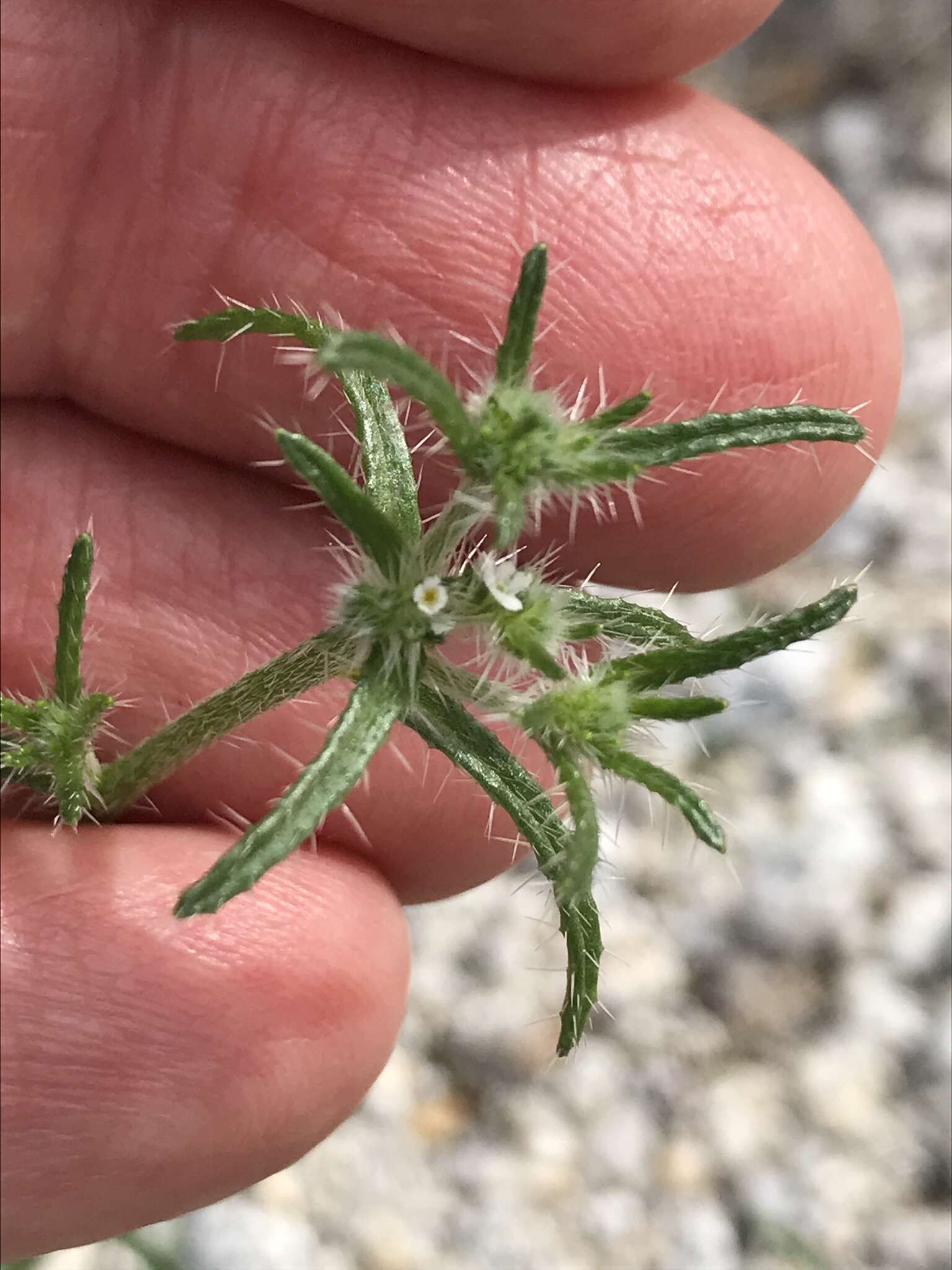 Plancia ëd Cryptantha maritima (Greene) Greene