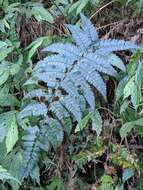 Image de Polystichum biaristatum (Bl.) Moore