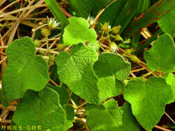 Image of Rubus amphidasys Focke