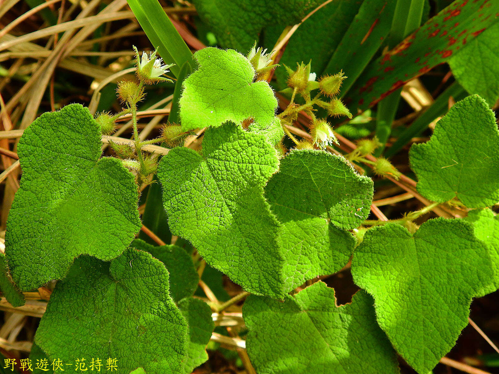 Plancia ëd Rubus amphidasys Focke