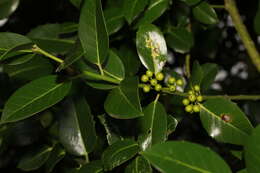 <i>Ilex</i> × <i>altaclerensis</i> (Loud.) Dallim. resmi