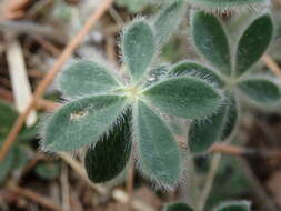 Image of Huachuca Mountain lupine