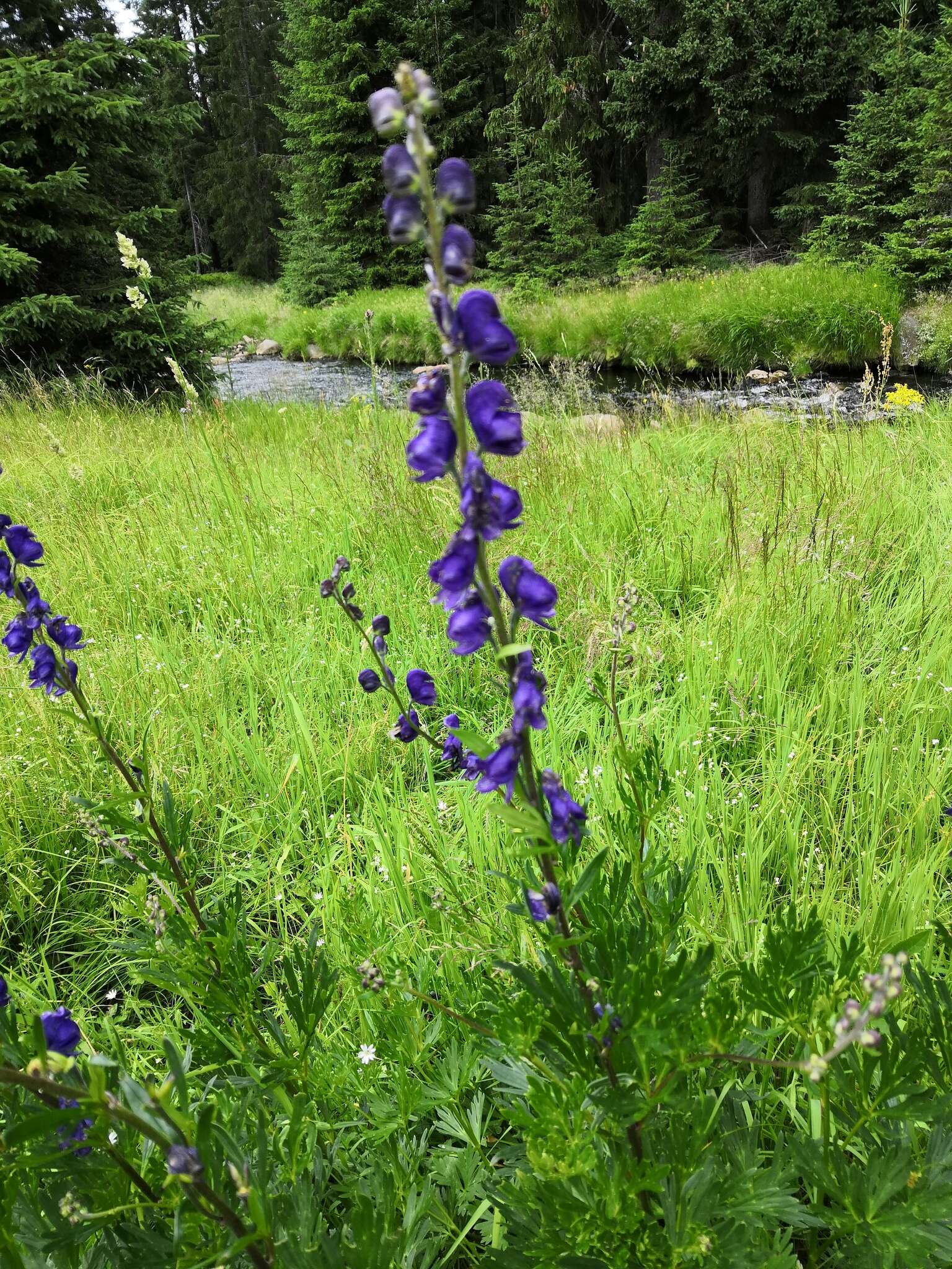 Imagem de Aconitum plicatum Koehler ex Reichb.