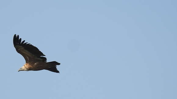 Image of Eurasian Griffon Vulture