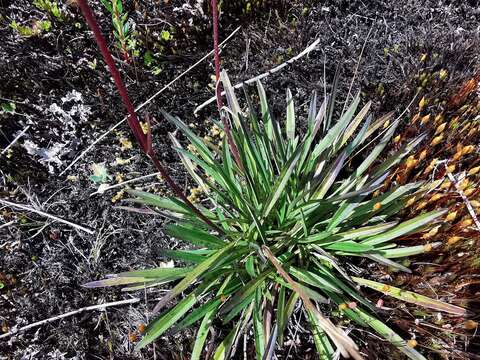 Image de Valeriana pilosa Ruiz & Pav.