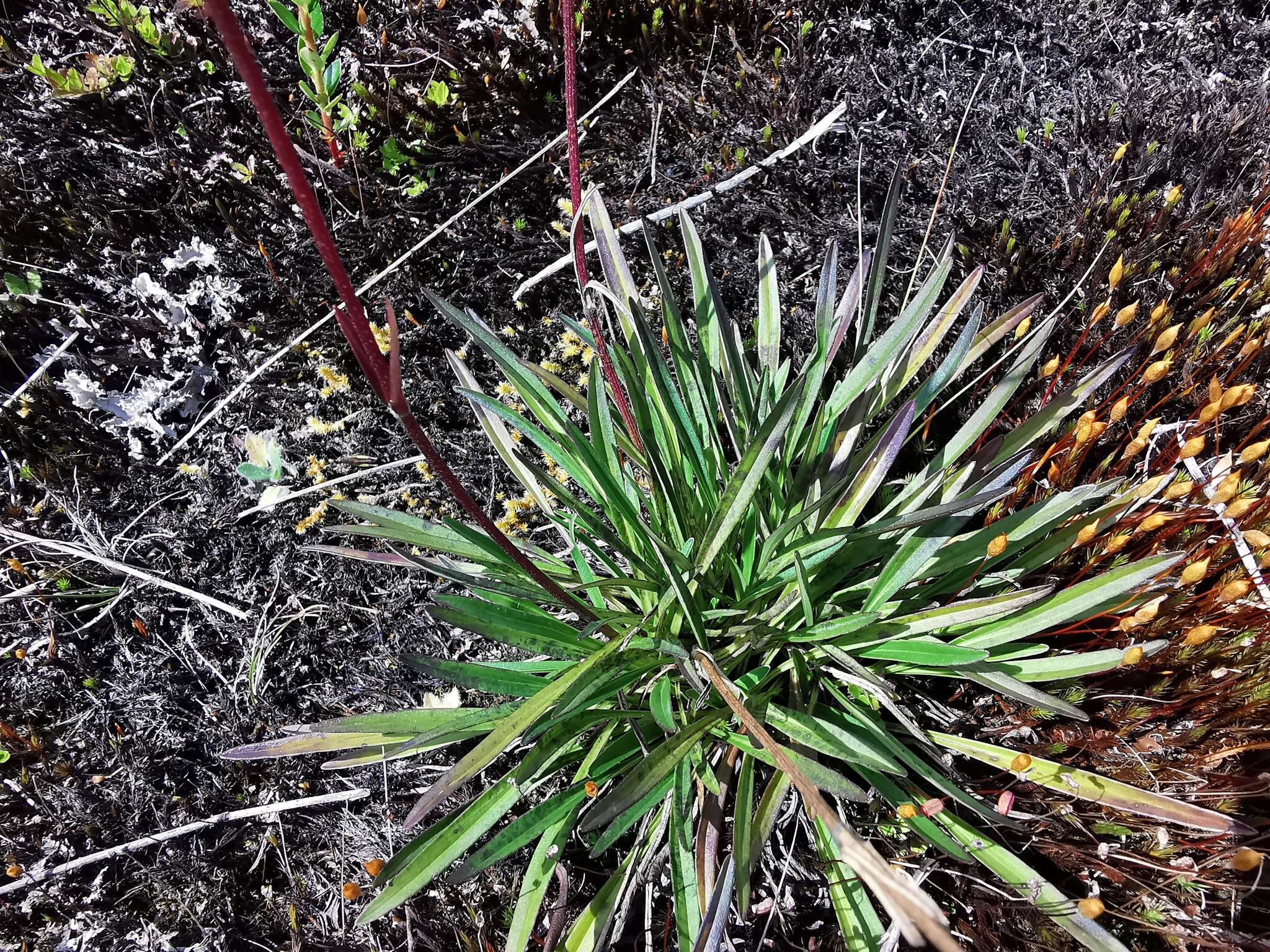 Image of Valeriana pilosa Ruiz & Pav.