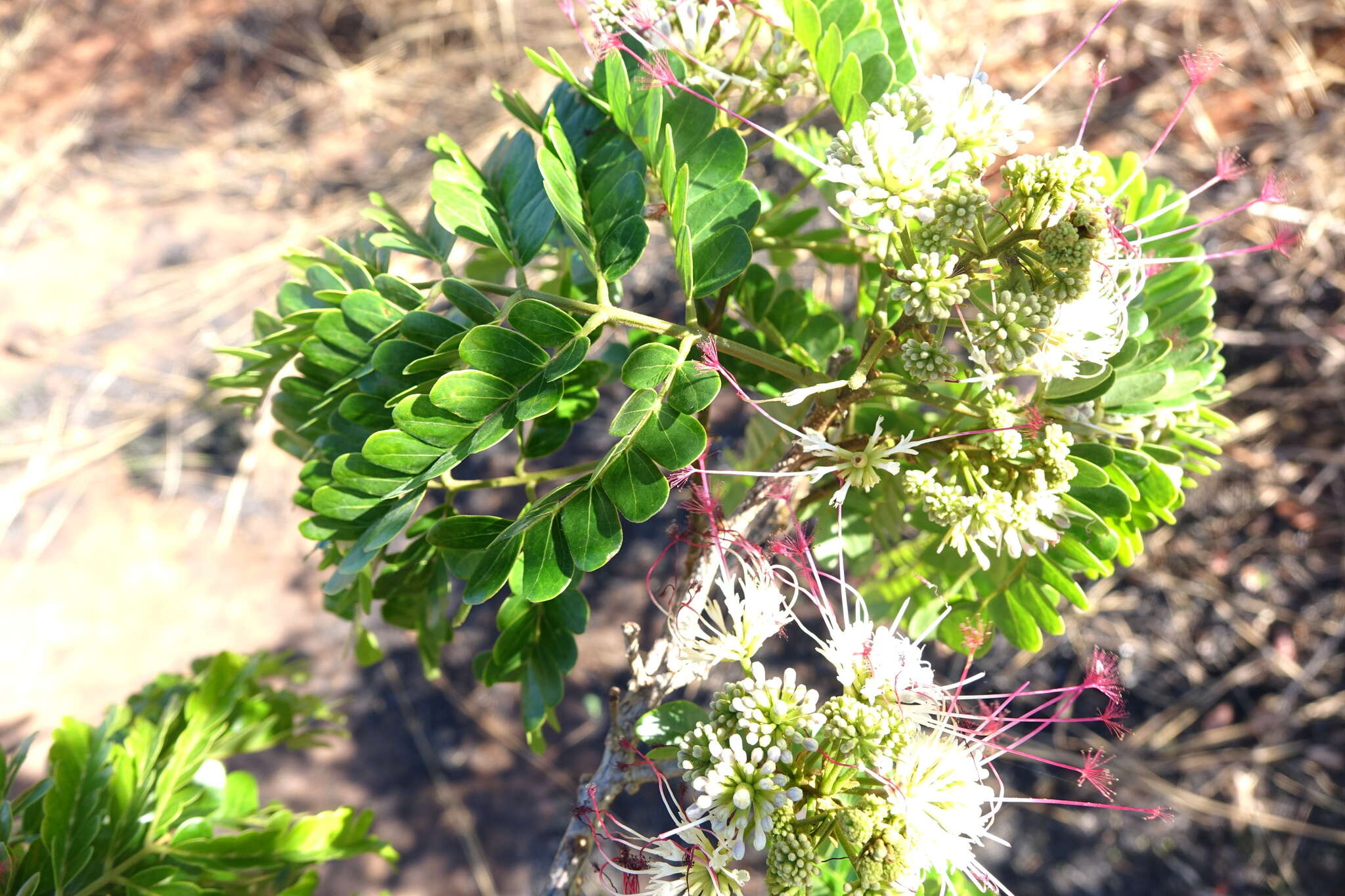 Image de Albizia mainaea Villiers