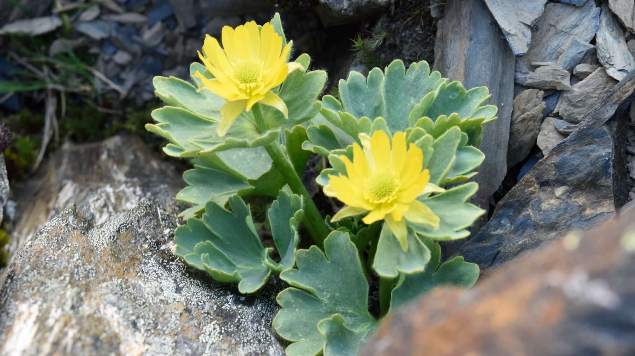 Image of Ranunculus grahamii Petrie