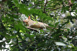 Image of Bare-tailed Woolly Opossum