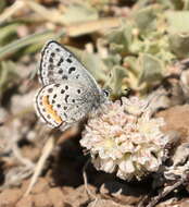 Image of <i>Euphilotes baueri</i>