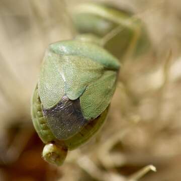 Image of Chlorochroa (Chlorochroa) opuntiae Esselbaugh 1948