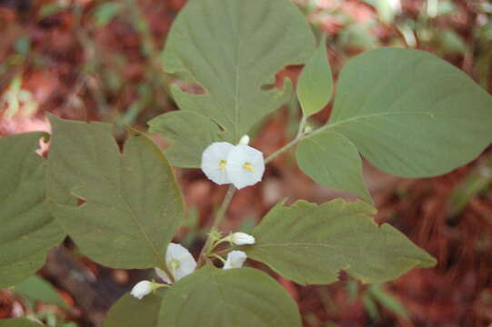 Image of Lycianthes arrazolensis (Coult.) Bitter