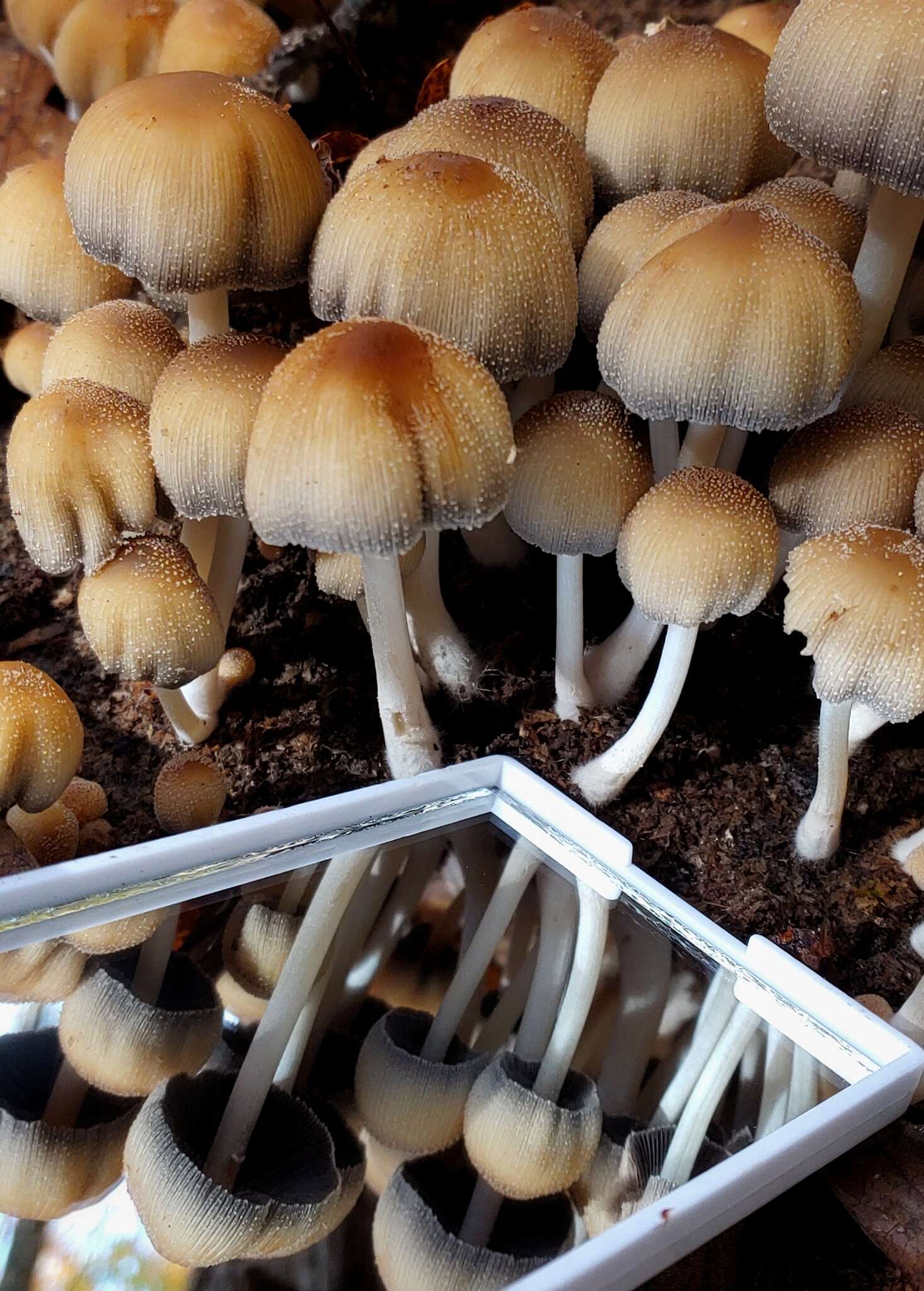 Coprinellus saccharinus (Romagn.) P. Roux, Guy García & Dumas 2006的圖片