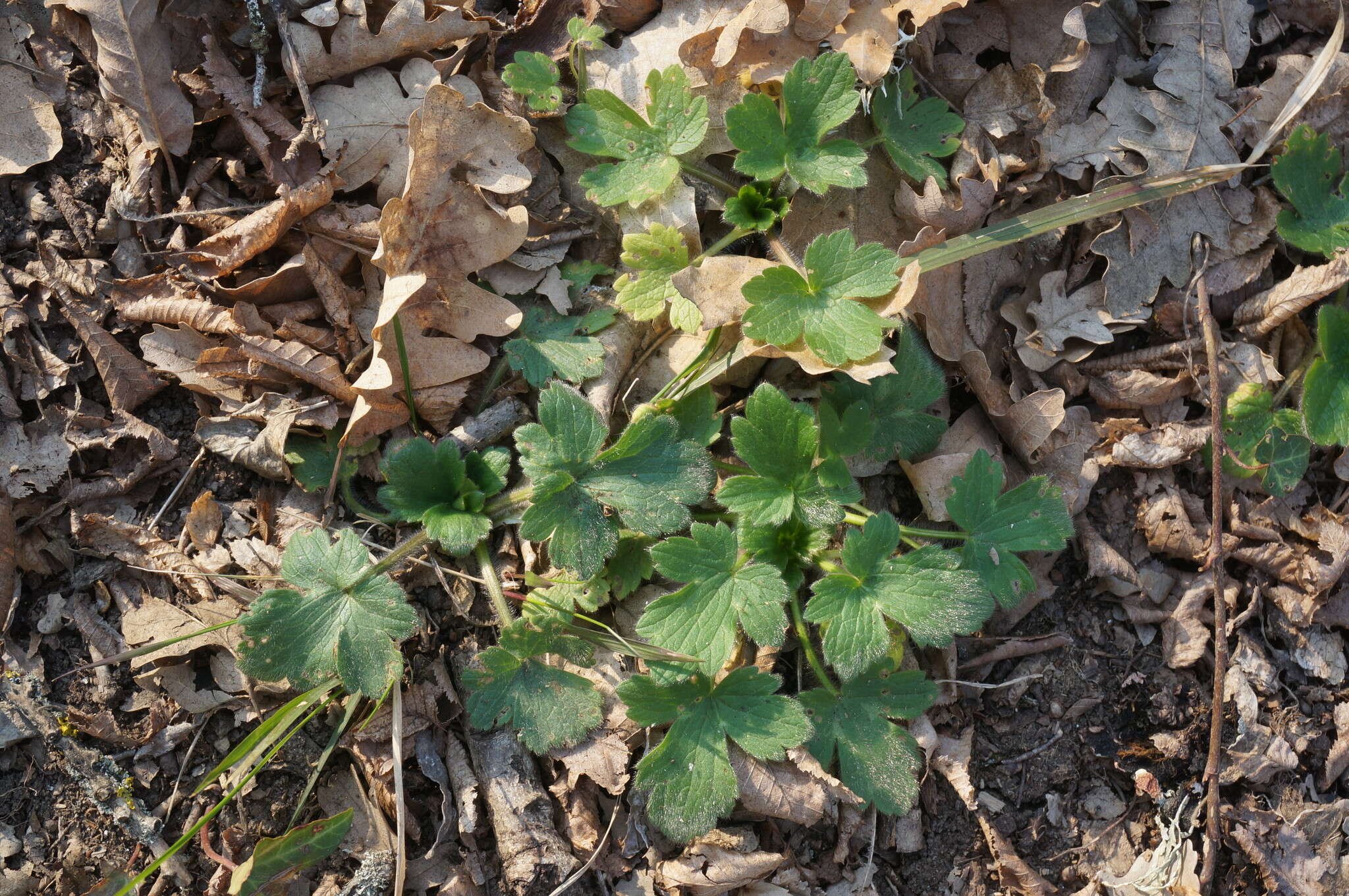 Image de Ranunculus neapolitanus Tenore