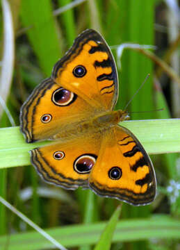 Imagem de Junonia almana Linnaeus 1758