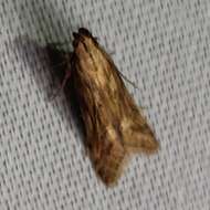 Image of Moth