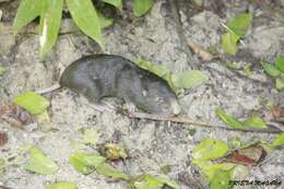 Image of pocket gopher