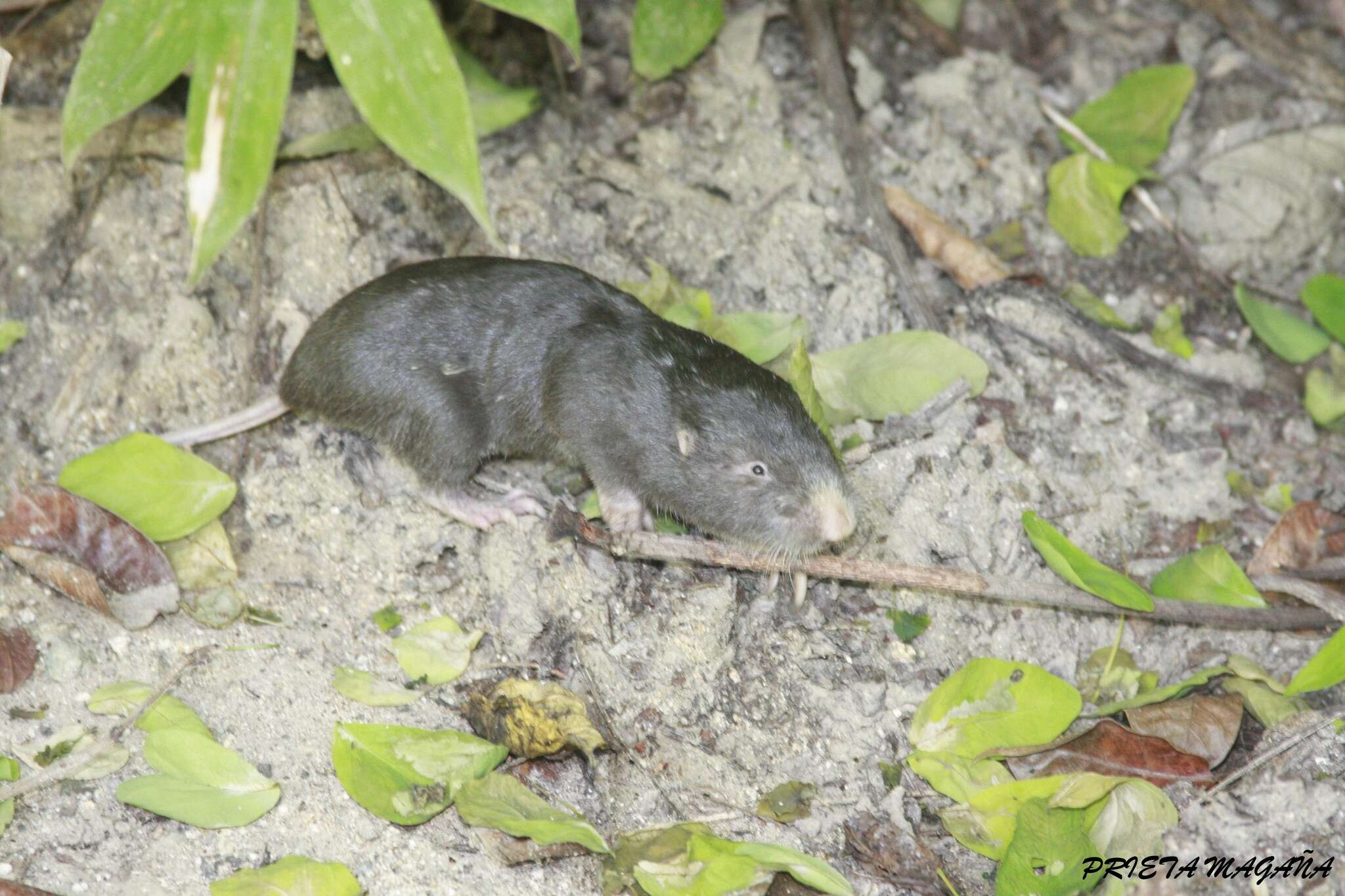 Image of pocket gopher