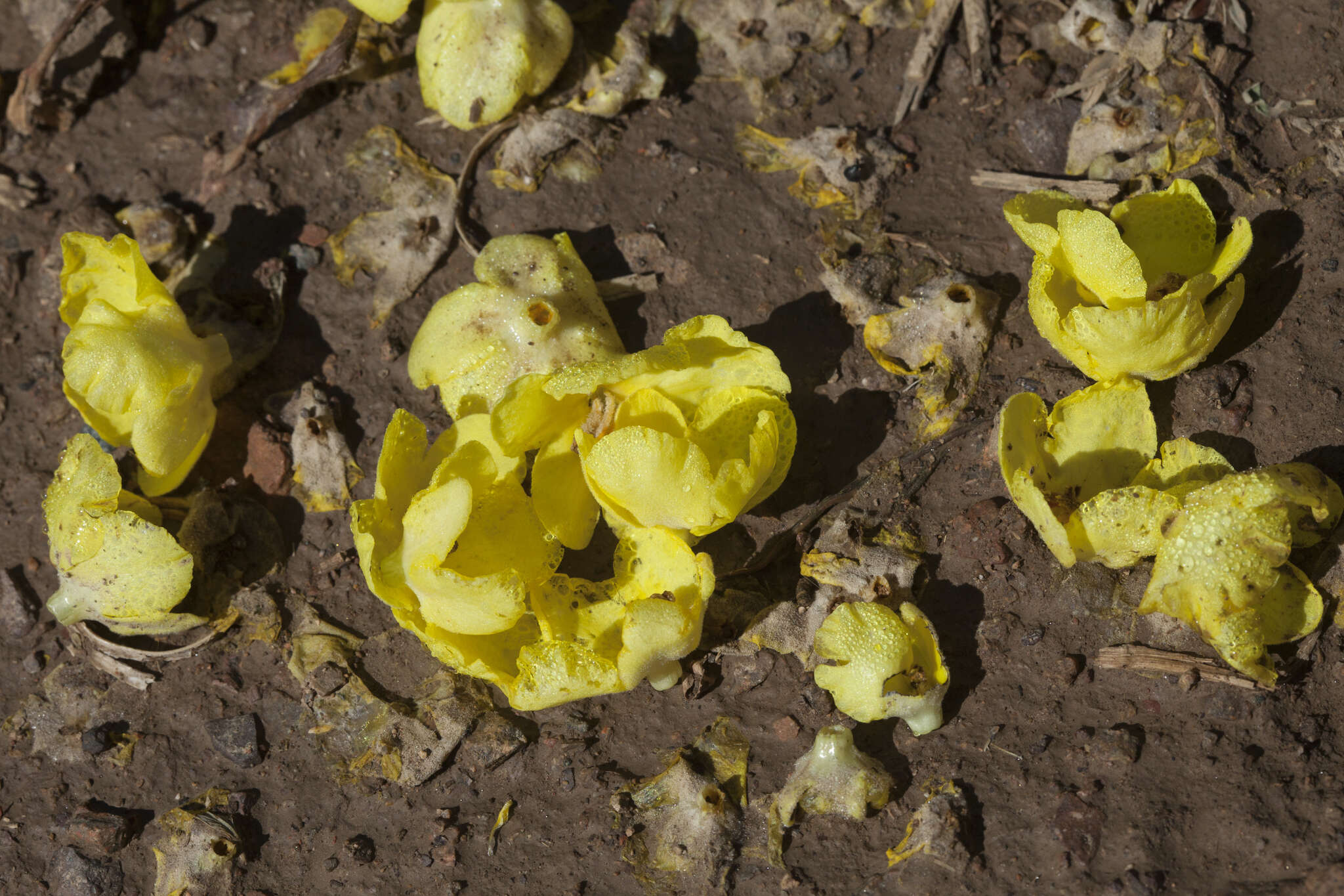 Image of Verbascum songaricum Schrenk