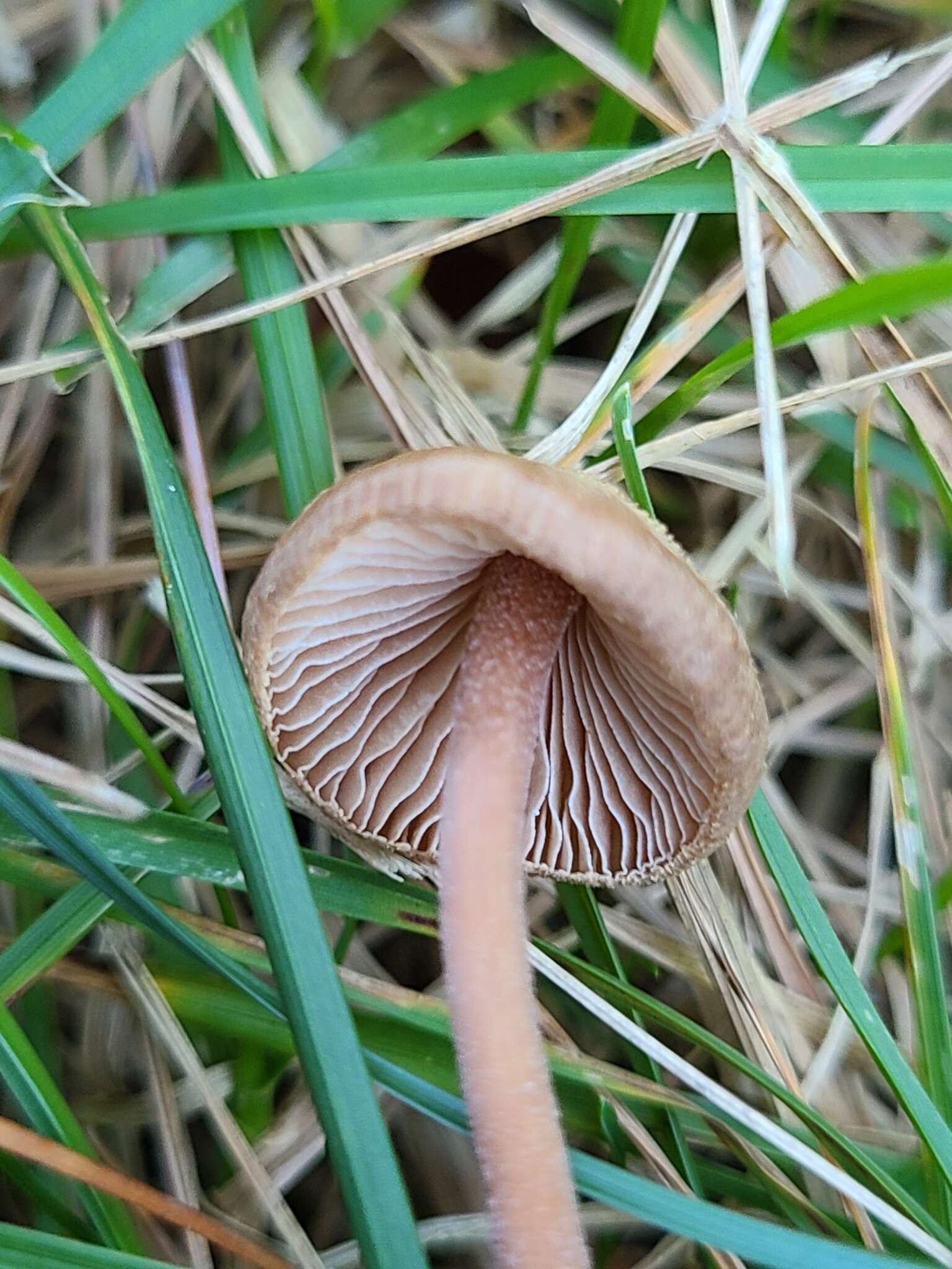 Image of Inocybe subfulva Peck 1888