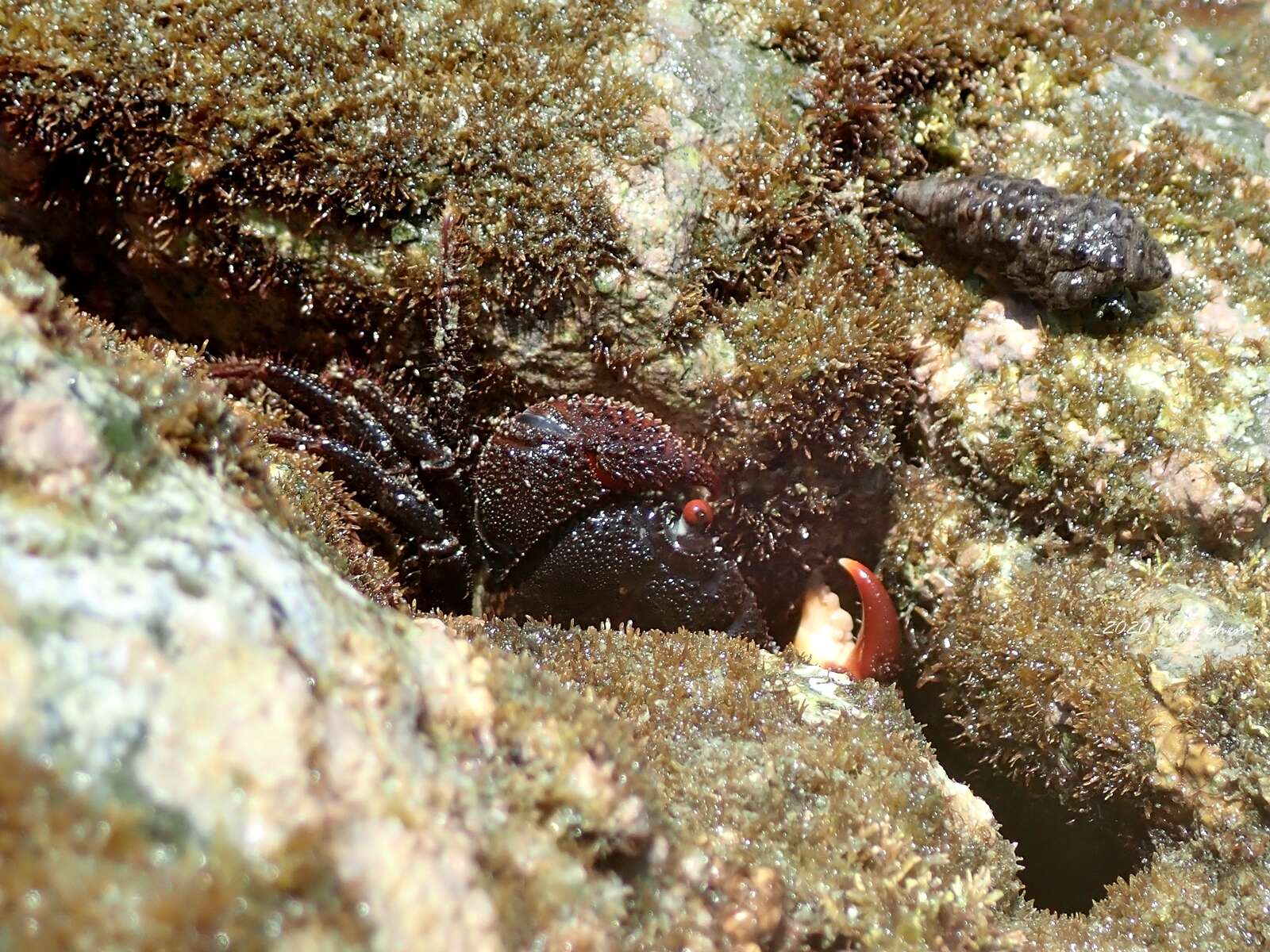 Image of Eriphia ferox Koh & P. K. L. Ng 2008