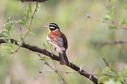 Image of Emberiza flaviventris kalaharica Roberts 1932