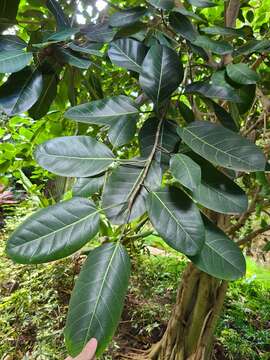 Image of council tree