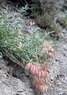 Image of Astragalus oophorus var. oophorus